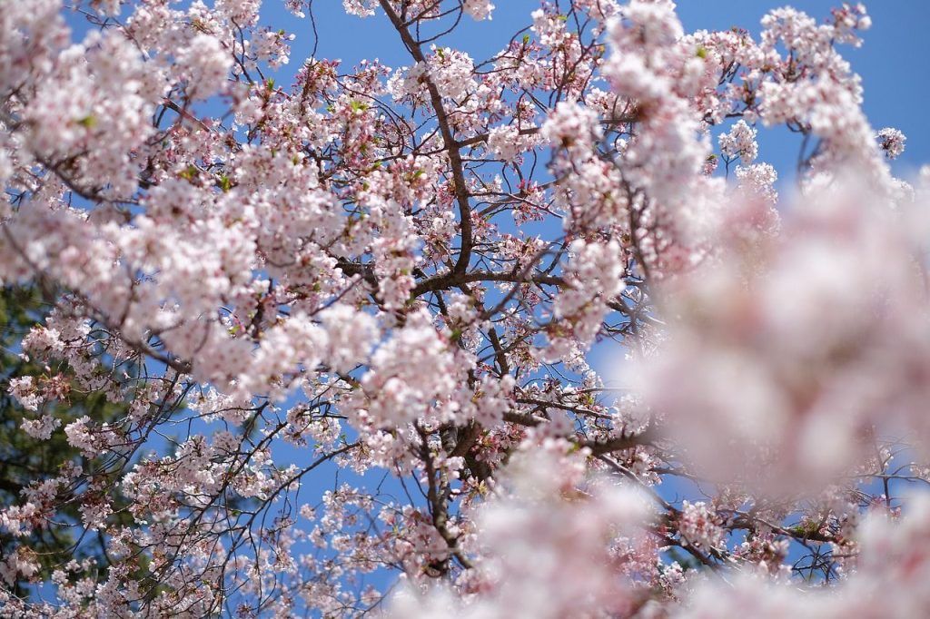 ciliegi in fiore giappone