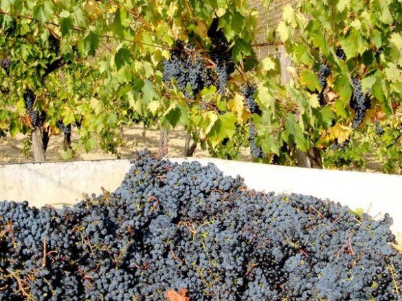 Offida Vino 2