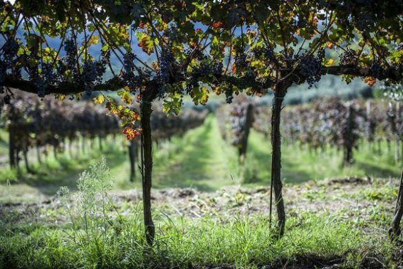 Vino Biologico Vegano Colli Euganei 01