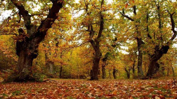 Castagneto Autunno