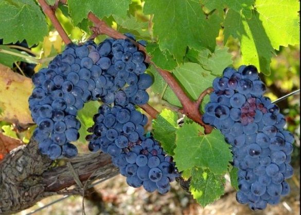 Brunello Di Montalcino Viti
