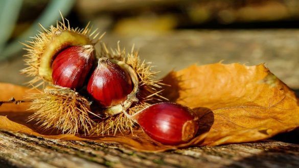 Castagne Insieme Fiuggi