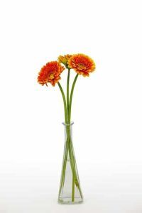 crisantemi per decorare la tavola di capodanno