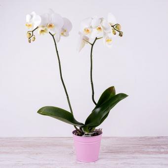 Orchidea Bianca Min