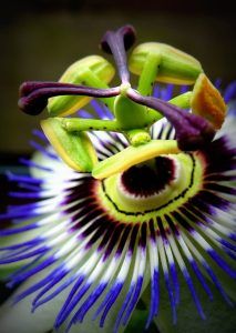 Passiflora 