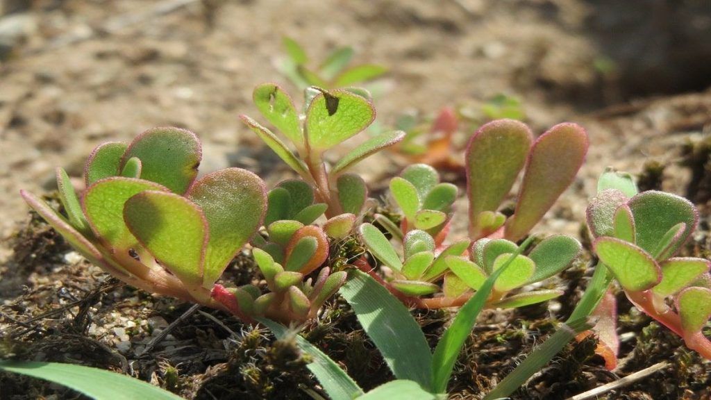 portulaca-oleracea-benefici e ricette