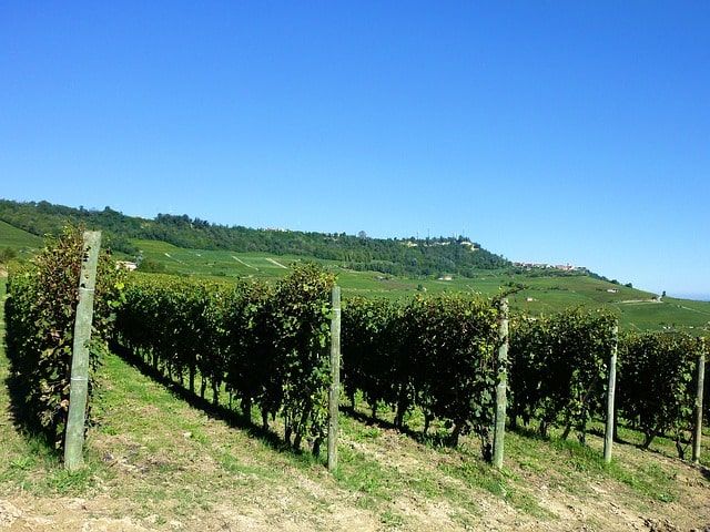 Vitigni Di Barolo Min