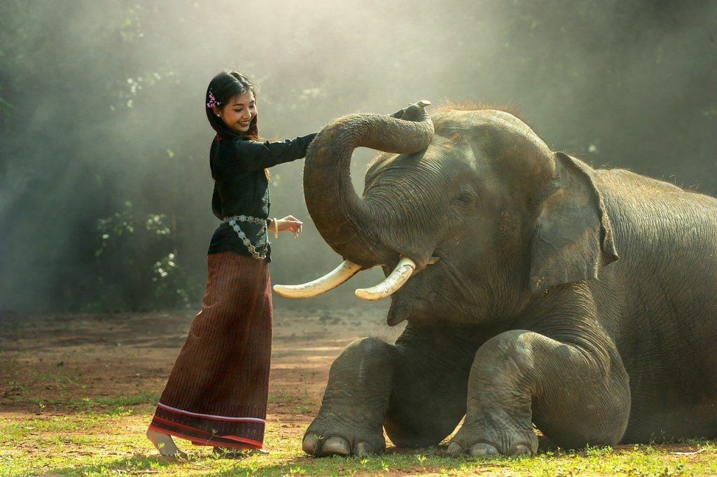 Elefante Giornata Mondiale 