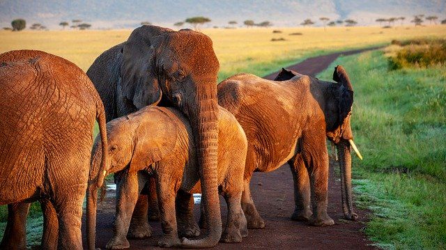 Giornata Mondiale Degli Elefanti 