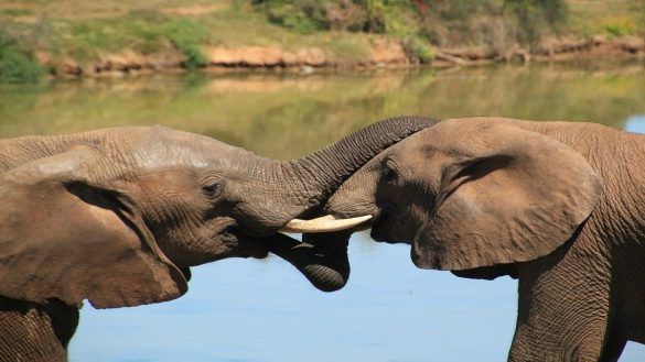 Giornata Mondiale Dell'elefante Min