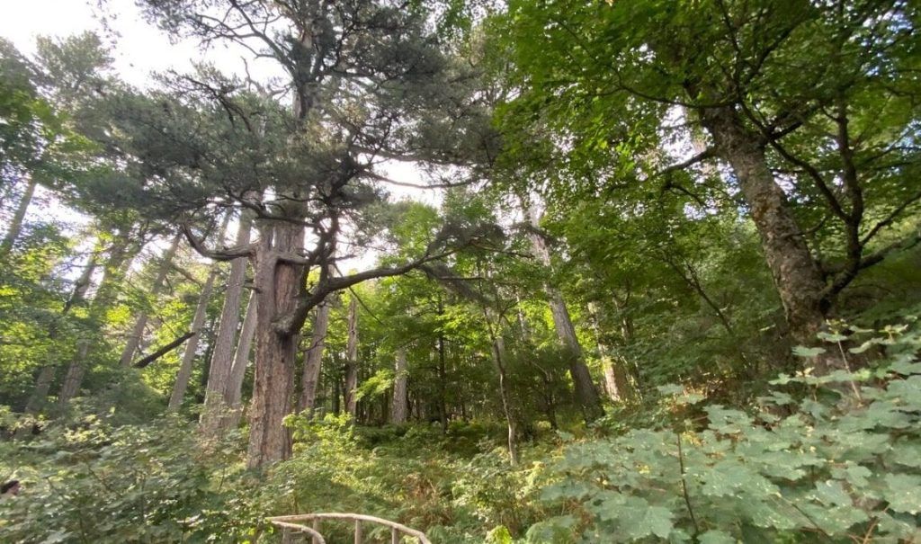 Foresta Dei Giganti Calabria Min