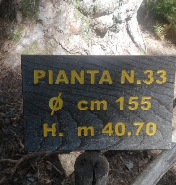 Foresta Dei Giganti Dimensioni Di Una Pianta Min 1