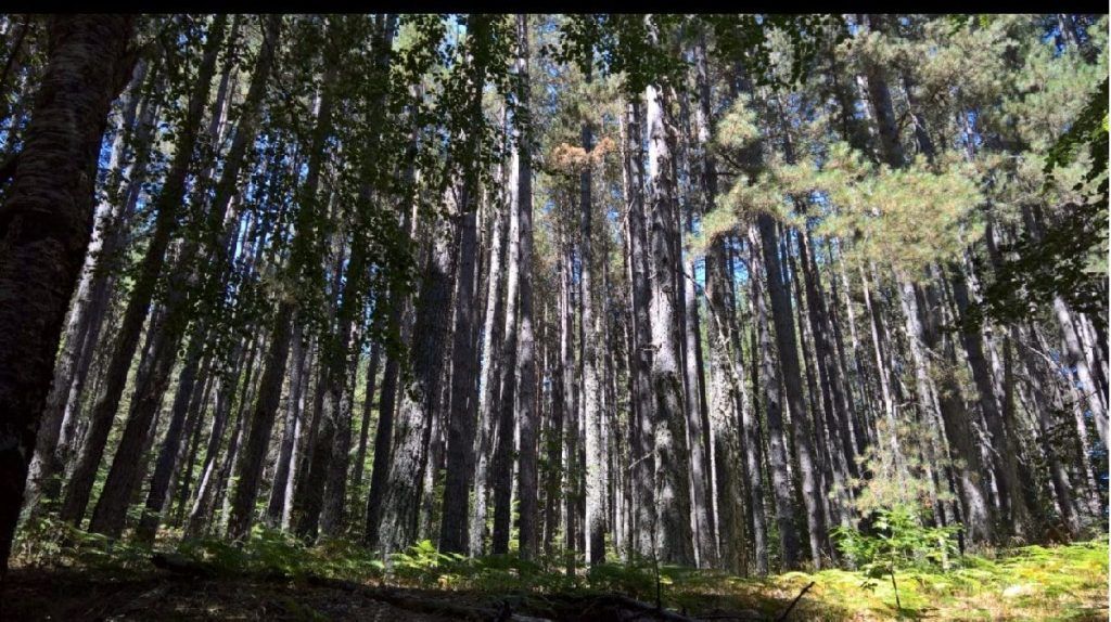 Foresta Dei Giganti Nella Sila Min 1