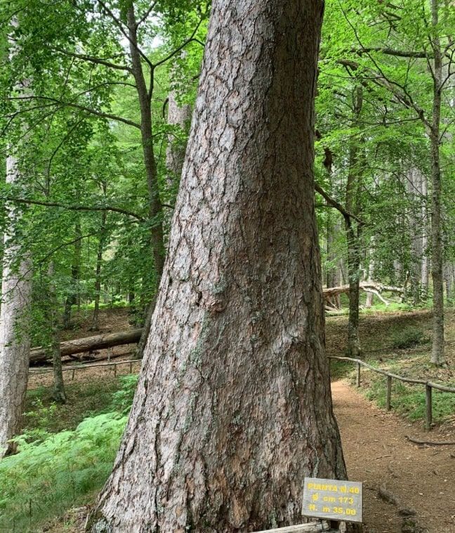 Pianta Foresta Dei Giganti Sila Min 1