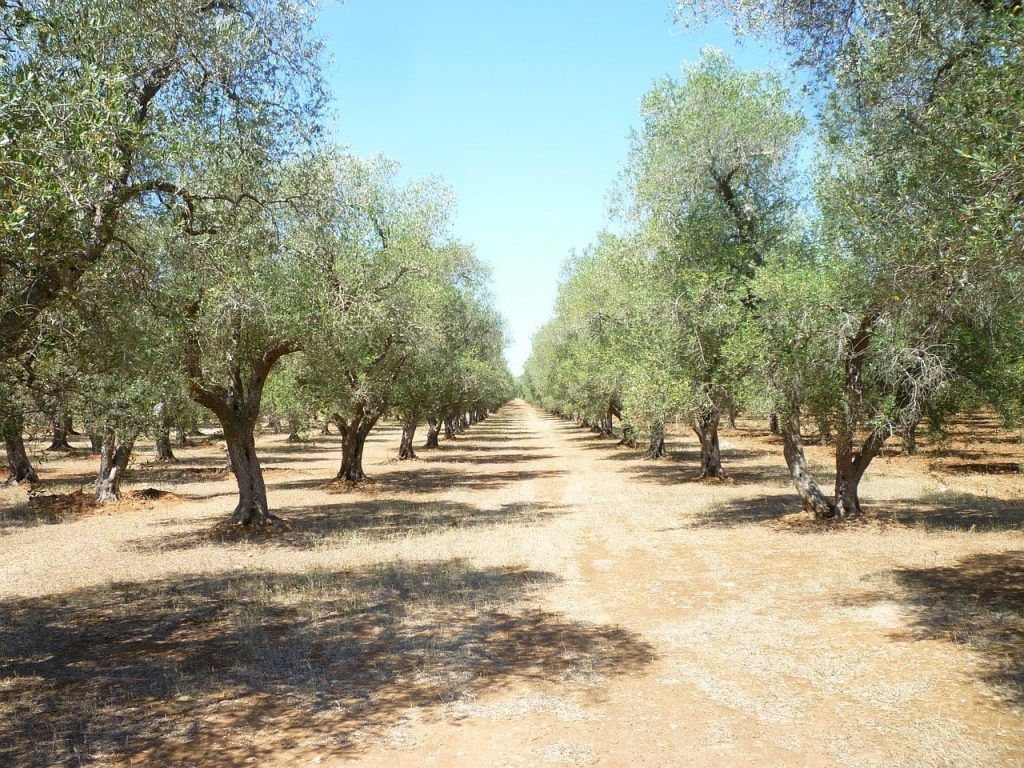campi di oliveti