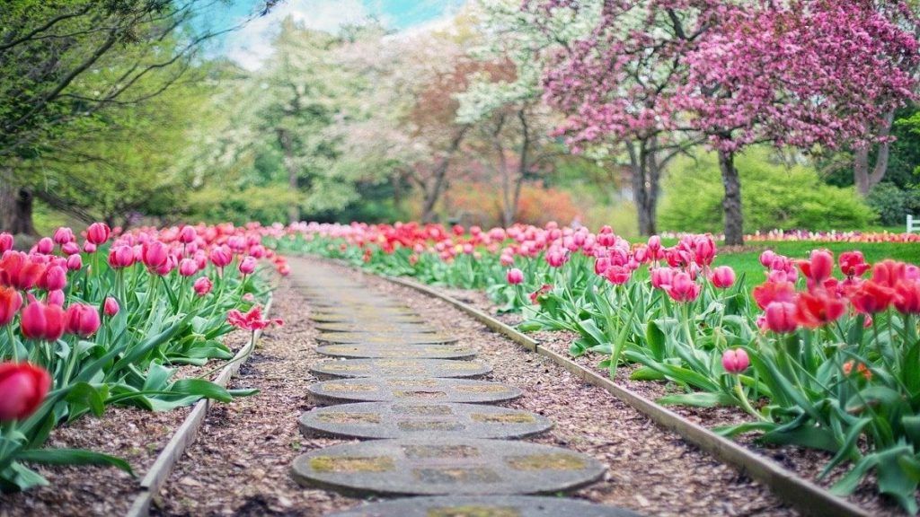 campi di tulipani in italia