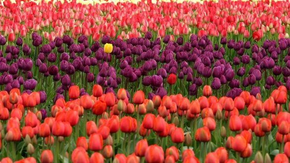 dove ammirare i campi di tulipani in italia