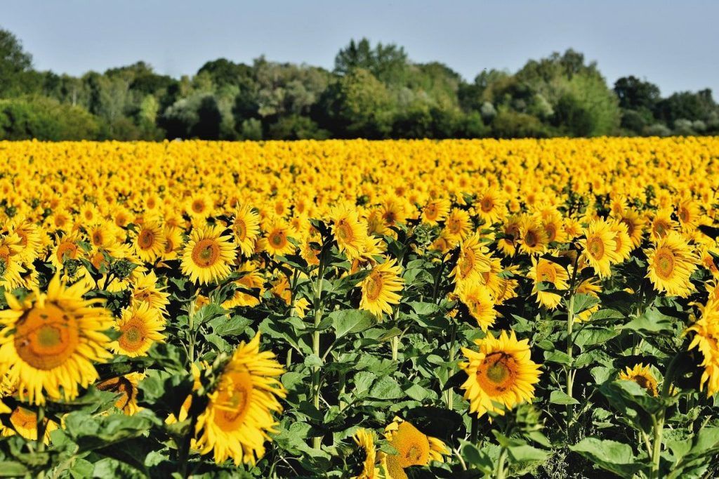 campi di girasole effetto morgana