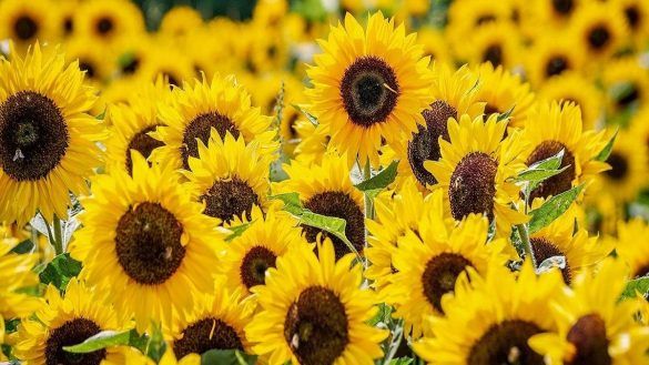 campi di girasole in italia dove vederli