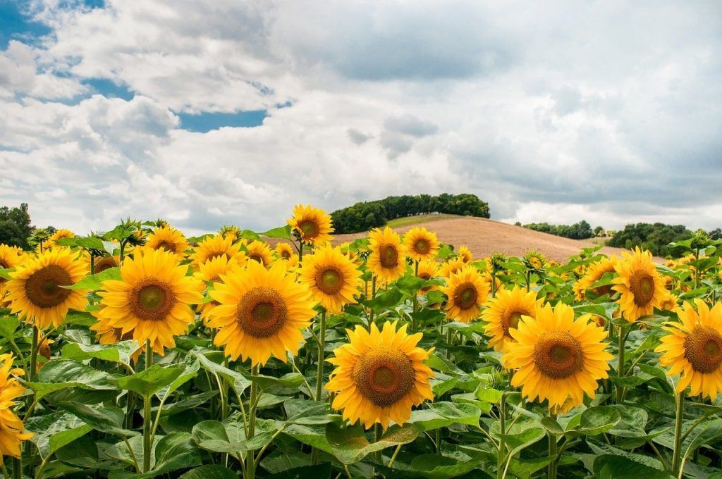 campi di girasoli in italia dove vederli