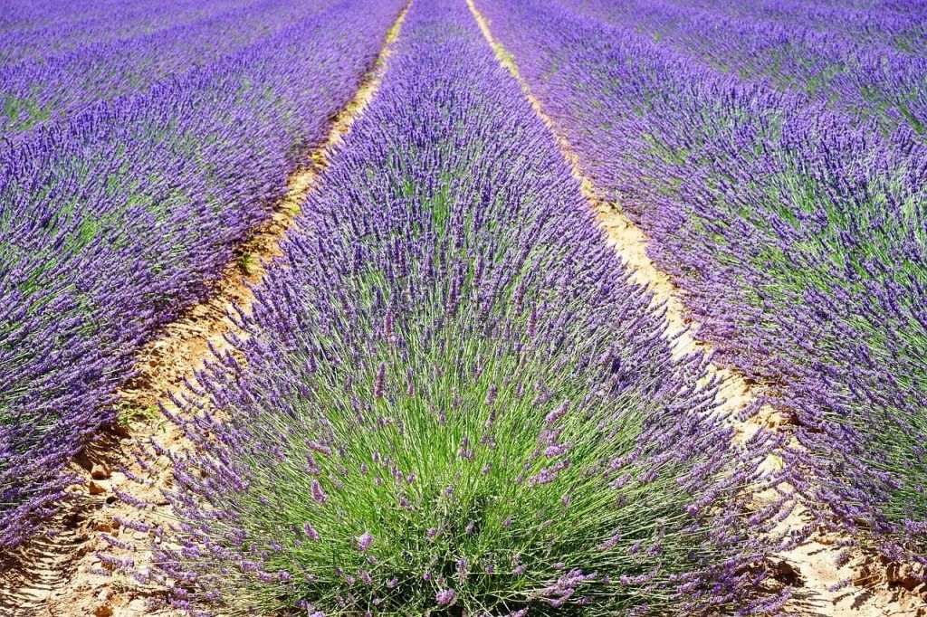 campi di lavanda