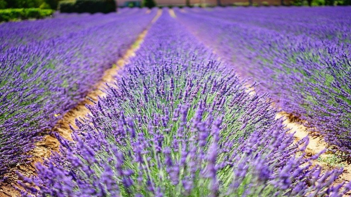 campi di lavanda in italia dove trovarli