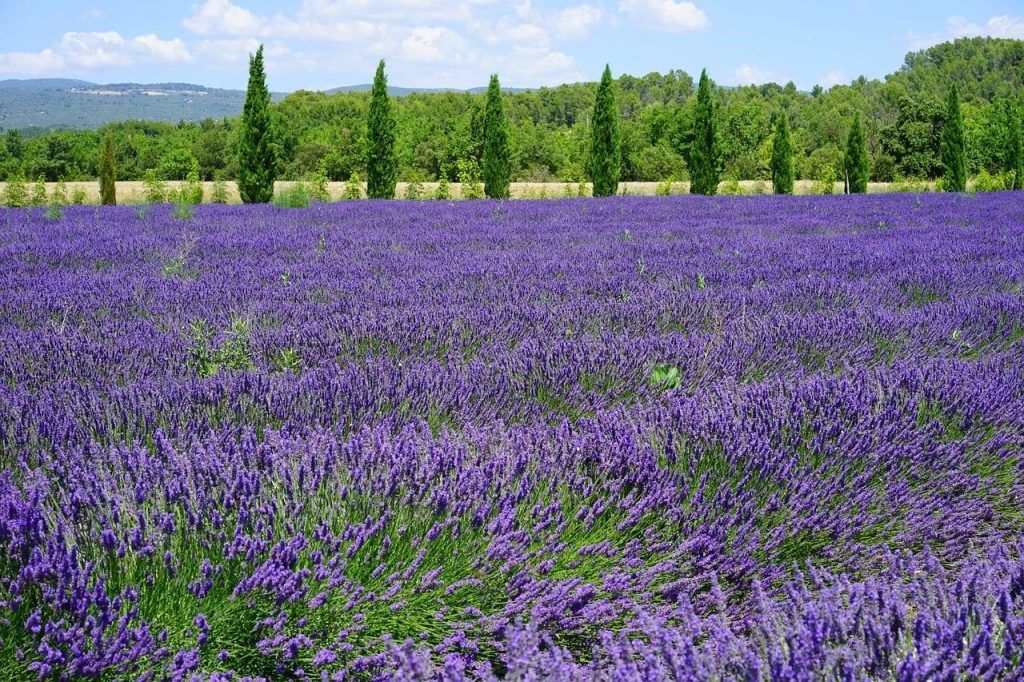 campi di lavanda in toscana