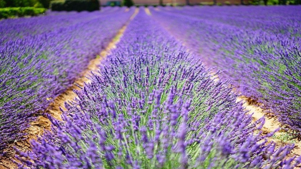 campi di lavanda nord italia