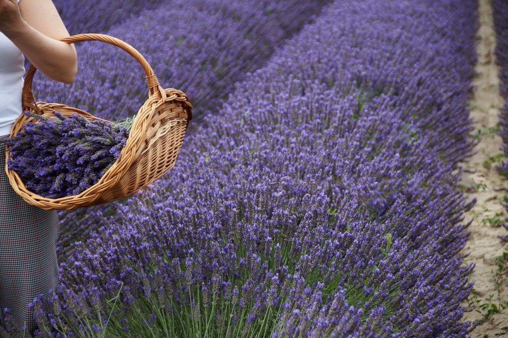 campi di lavanda sud italia