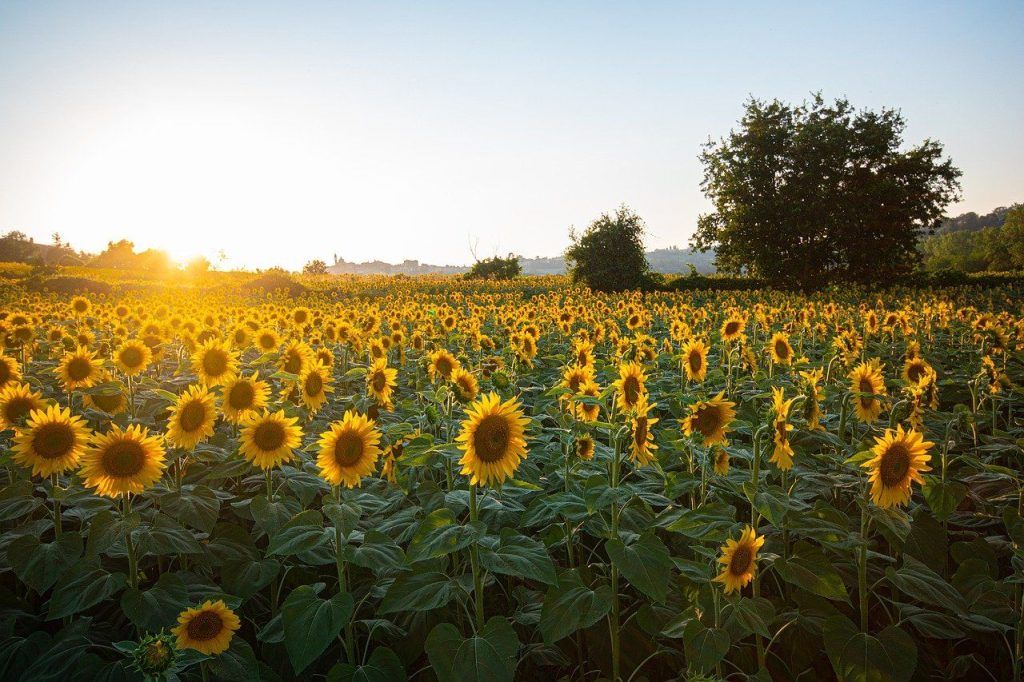 campi girasole dove vederli in italia