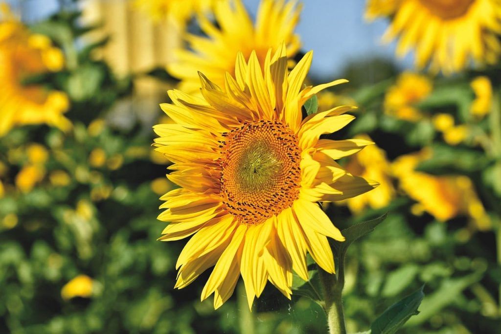 girasoli dove vederli in italia