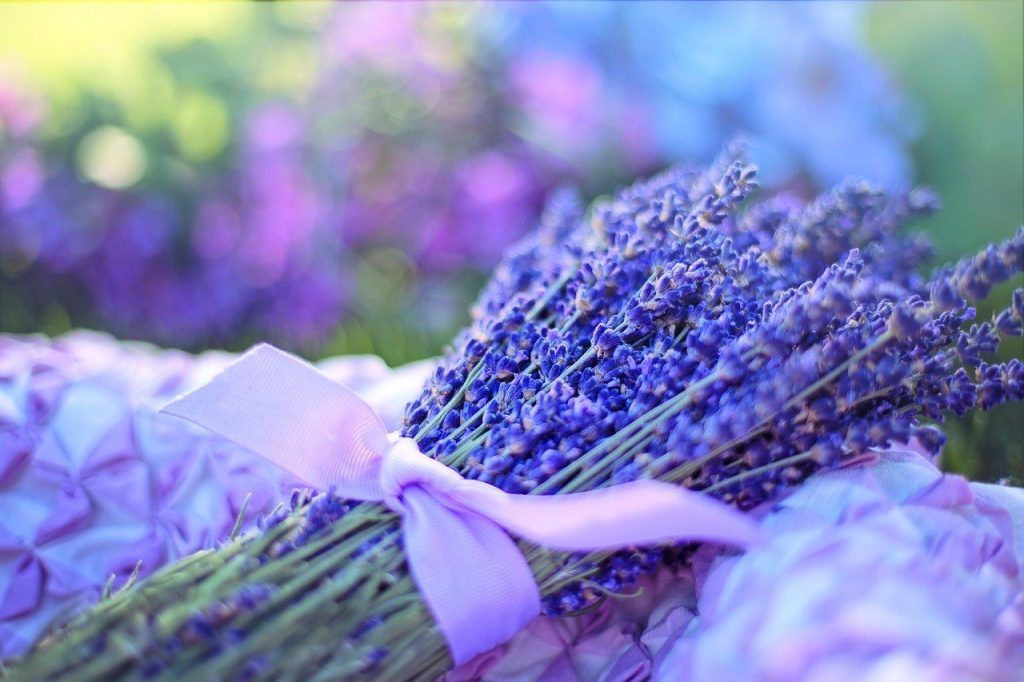 lavanda in veneto