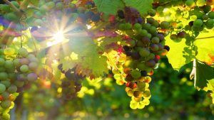 quali sono i 5 migliori vini della sardegna (1) (1) min