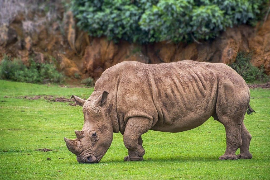 Giornata mondiale del Rinoceronte