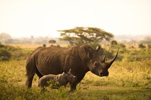 Giornata mondiale del Rinoceronte 22 settembre