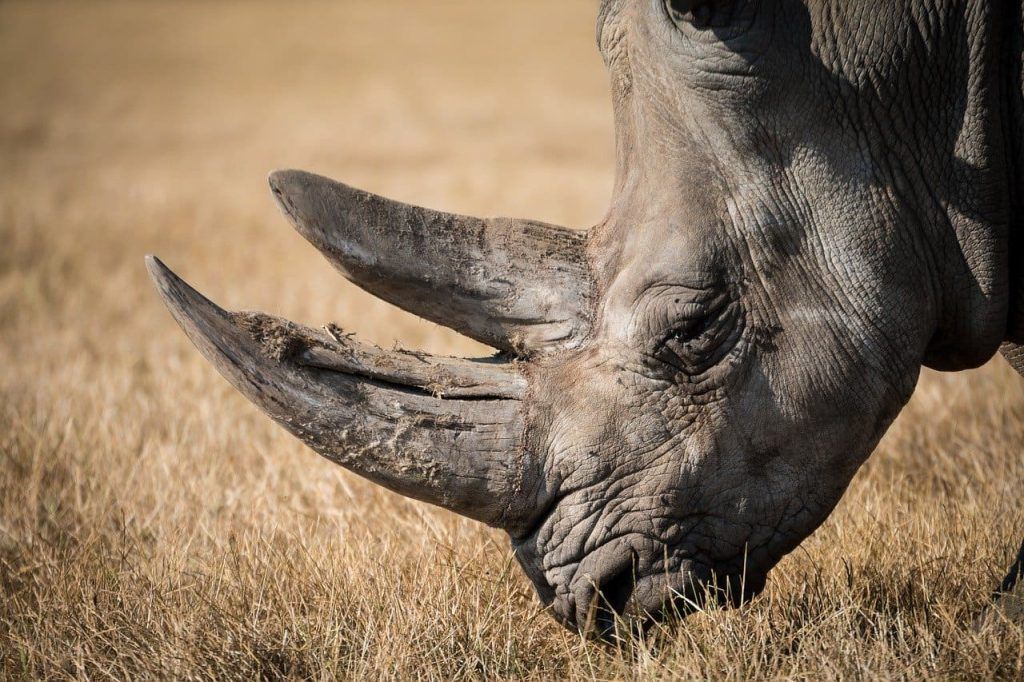 polvere del corno dei rinoceronti