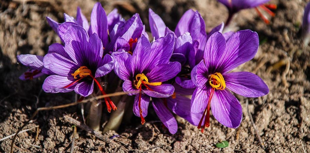 fioritura dello zafferano in Italia