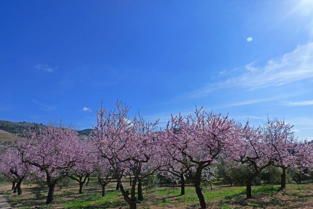 mandorli in fiore valle staffora varzi