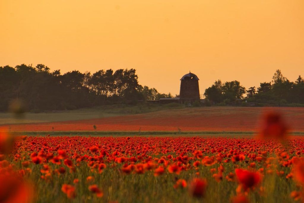 campi di papaveri dove vederli