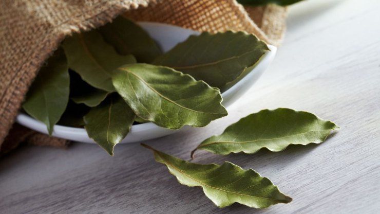 Foglie di alloro odore di frittura