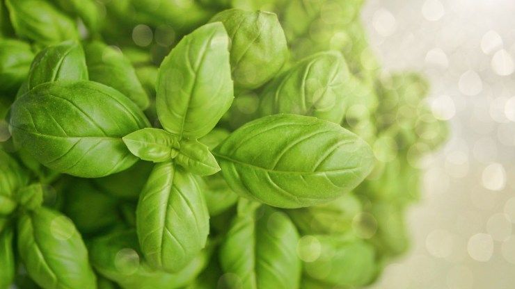 Foglie di basilico per pesto genovese