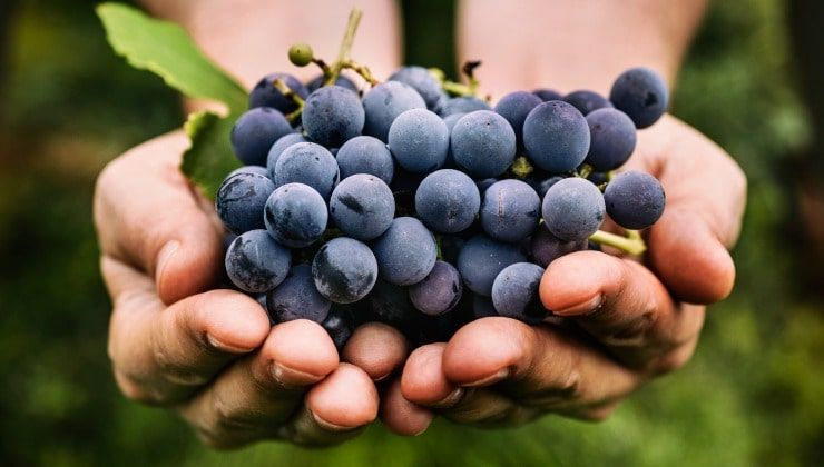 Quanta uva serve per fare una bottiglia di vino