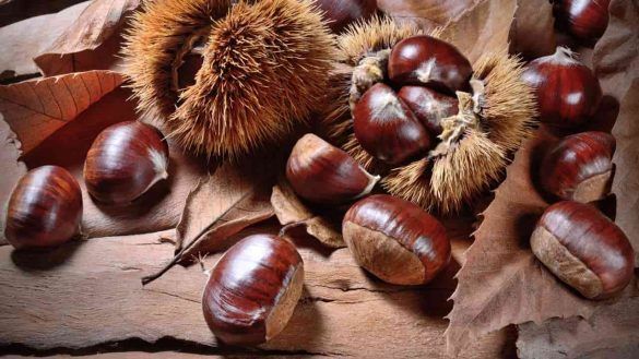 castagne in ambiente autunnale