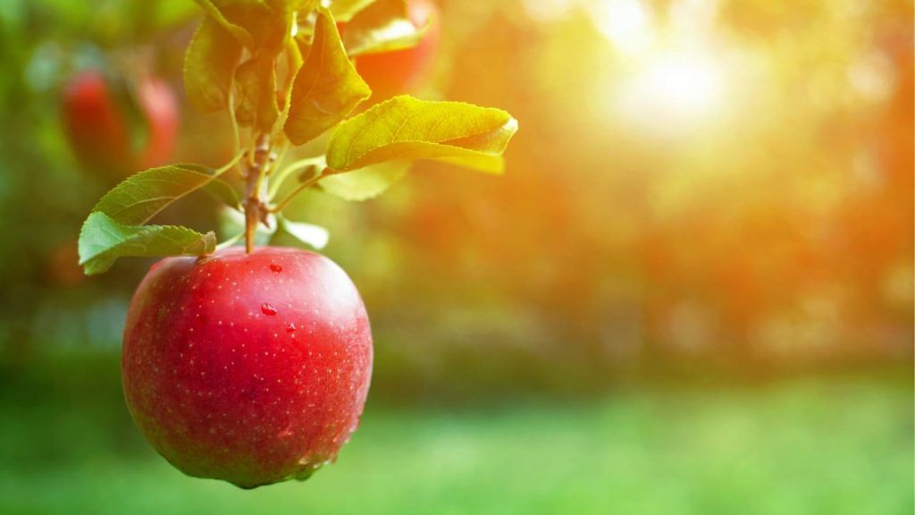 mela rossa matura su albero