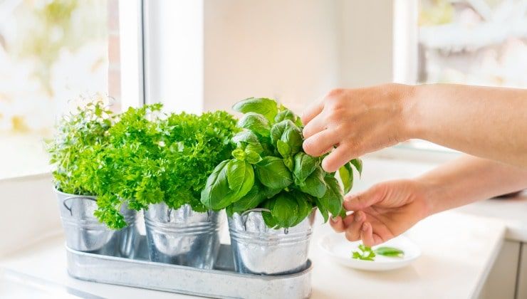 prezzemolo erbe aromatiche in vaso