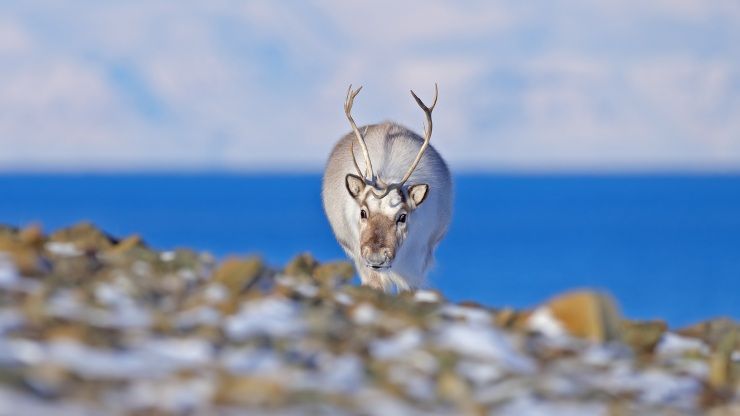 Avvistamento di una renna, Longyearbyen