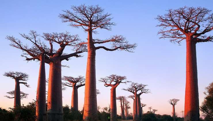 I tramonti tra i Baobab del Madagascar