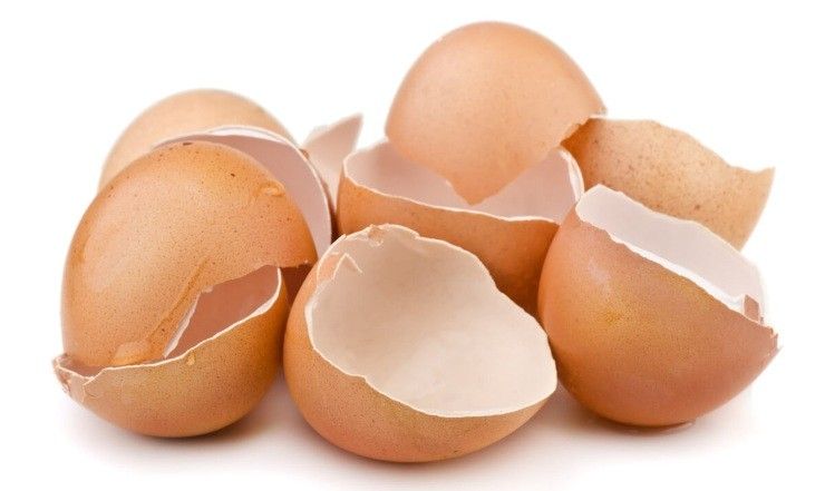gusci uova