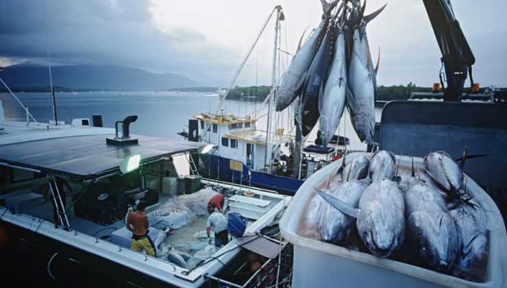 barca da pesca