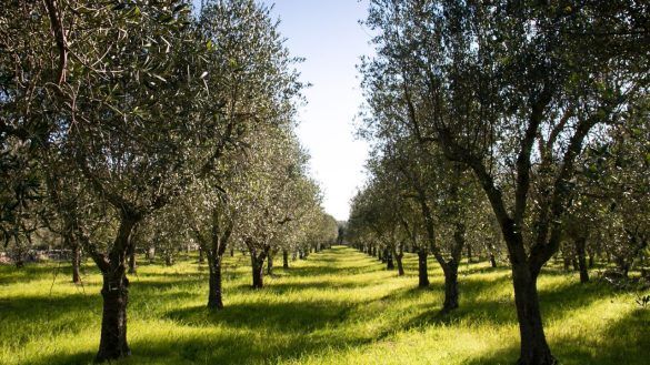 strada dell'olio Liguria